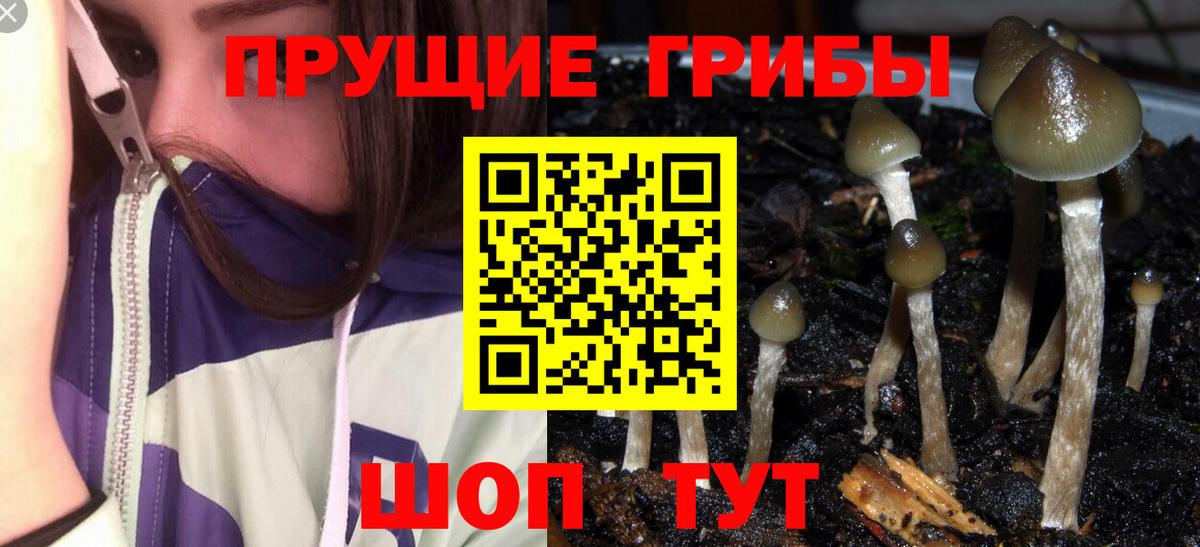 Псилоцибиновые грибы Psilocybe Норильск